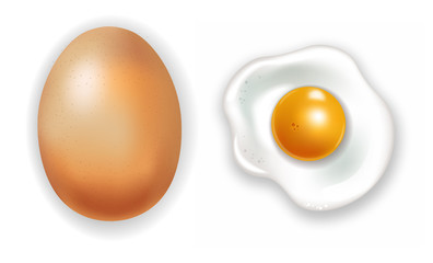 Egg vector realistic