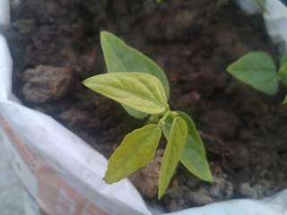 seedling in a pot