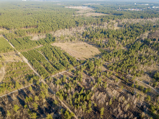 Coniferous forest in spring on a clear sunny day. Aerial drone view.