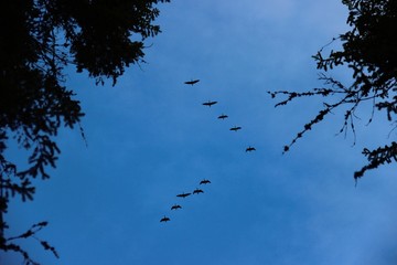 природа, архитектор природа