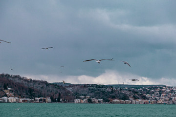 Group of wild seagulls, which flying against blue sky. Panoramic view of Famous tourist place Tarabya with seagulls on the front, Istanbul, Turkey