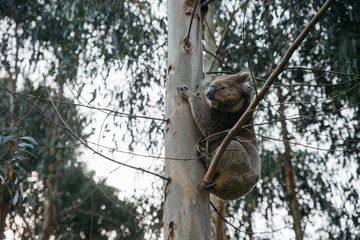 Koala bear climbing up a tree