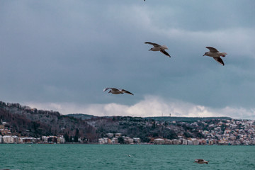 Fototapeta na wymiar Group of wild seagulls, which flying against blue sky. Panoramic view of Famous tourist place Tarabya with seagulls on the front, Istanbul, Turkey