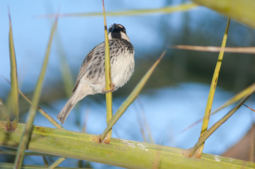 Male Spanish sparrow Passer hispaniolensis on a Canary Island date palm Phoenix canariensis. Tuineje. Fuerteventura. Canary Islands. Spain.
