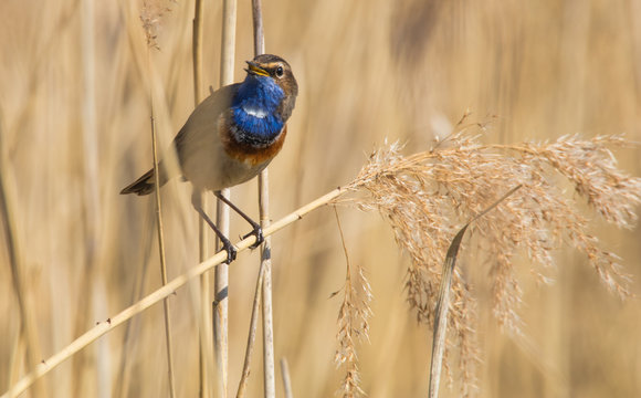Blaukehlchen