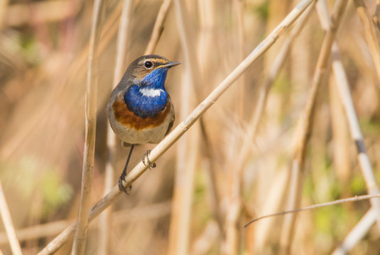 Blaukehlchen