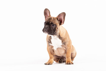 Cool French Bulldog Puppy