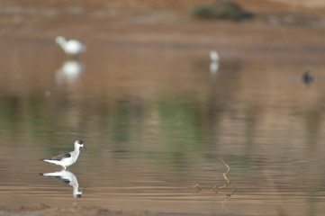 Immature black winged stilt Himantopus himantopus. Catalina Garcia lagoon. Tuineje. Fuerteventura. Canary Islands. Spain.
