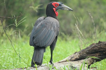 southern ground hornbill