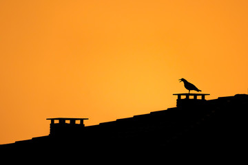 Seagull screaming from the chimney of a house roof in the evening. Silhouette of a bird on top of a house in the city. Orange background with space for text.