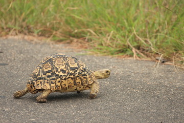 turtle on the grass