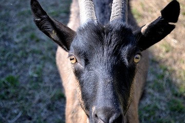 macro on alpine goat muzzle