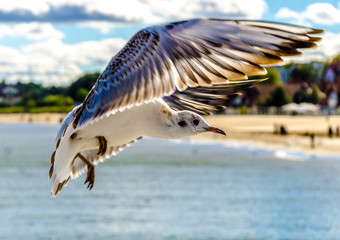 Sopot terns basking in the autumn sun.