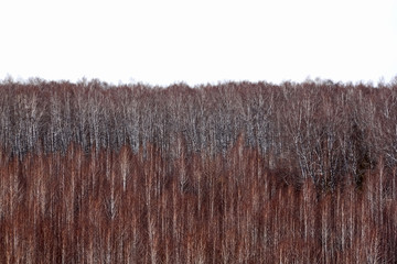 Birch forest in spring in cloudy weather. Landscape