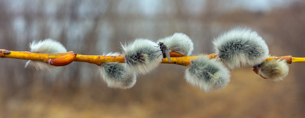 Spring willow branch with gray furry catkins on colorful blurred background © Ashatanchik28