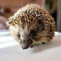 Hedgehog on a light background looking at the camera.