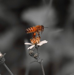 Bee standing on orange and white flower trying to get pollen with on a black and grey background