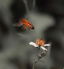 Bee standing on orange and white flower trying to get pollen with on a black and grey background