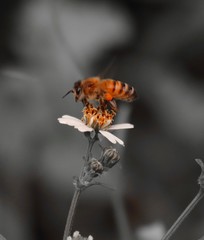 Bee standing on orange and white flower trying to get pollen with on a black and grey background