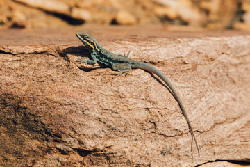 Naklejka na ściany i meble Lizard sitting on a rock