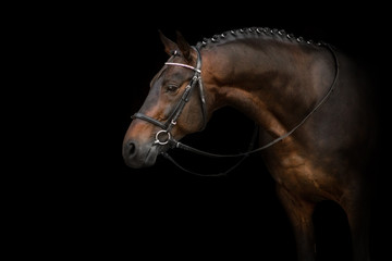 Horse portrait in bridle isolated on black background