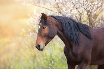 portrait of a horse