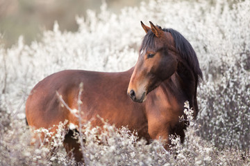 Bay stallion portrait on spring blossom tree