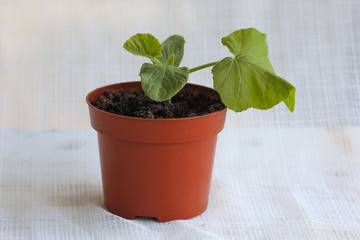 Pumpkin sprout in a pot. 