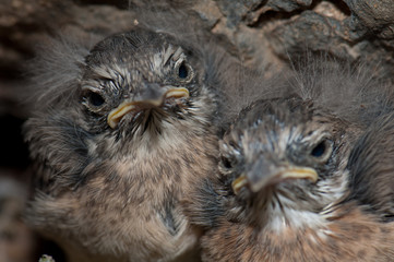 Chiks of Canary Islands stonechat Saxicola dacotiae. Esquinzo ravine. La Oliva. Fuerteventura. Canary Islands. Spain.