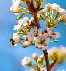 Spring garden. Blooming fruit and bumblebee pollinating flowers.