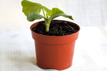 Pumpkin sprout in a pot. 