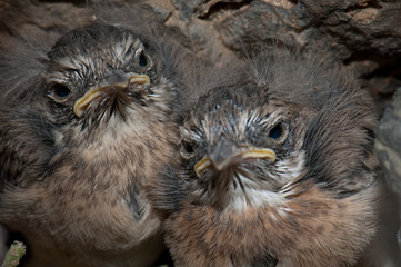 Chiks of Canary Islands stonechat Saxicola dacotiae. Esquinzo ravine. La Oliva. Fuerteventura. Canary Islands. Spain.