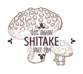 Sawtooth oak mushroom or shiitake label of vegetable