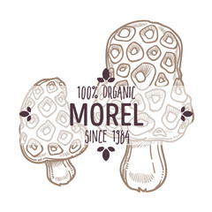 Morel mushroom, Morchella fungi with large cap label