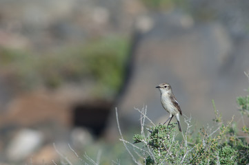 Female Canary Islands stonechat Saxicola dacotiae. Esquinzo ravine. La Oliva. Fuerteventura. Canary Islands. Spain.