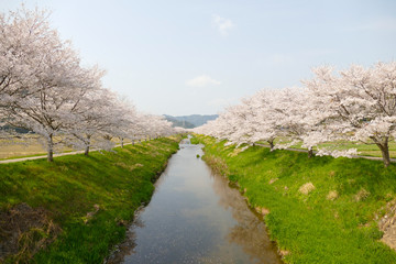 桜並木 岐阜県山県市大桑 サイクリングロード