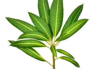 green leaf isolated on white