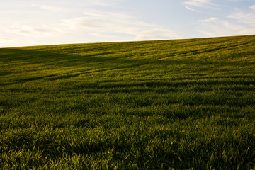 Fototapeta na wymiar Grassy Hill in Sunset