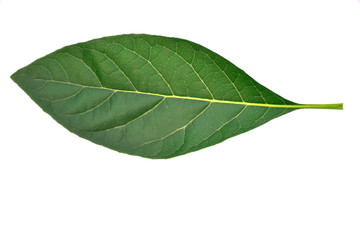 Obraz premium green leaf on white background