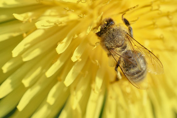 close-up of a honey bee (Apis mellifera) on a yellow dandelion flower