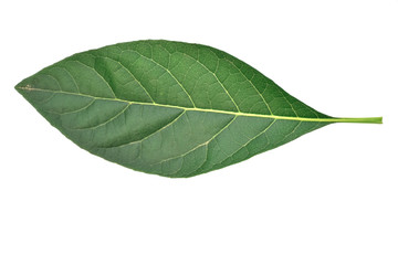 Obraz premium green leaf isolated on white