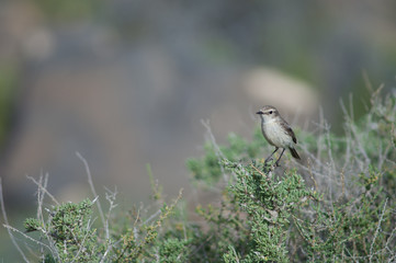 Female Canary Islands stonechat Saxicola dacotiae. Esquinzo ravine. La Oliva. Fuerteventura. Canary Islands. Spain.