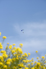 スカイダイビングと菜の花