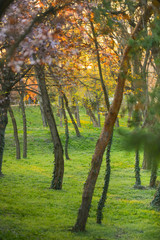 Spring in a park