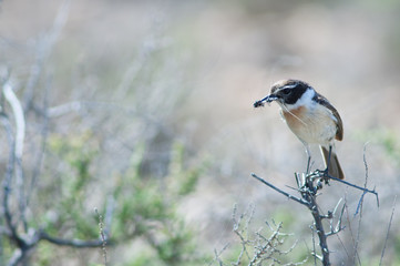 Canary Islands stonechat Saxicola dacotiae. Male with food for its chicks. Esquinzo ravine. La Oliva. Fuerteventura. Canary Islands. Spain.