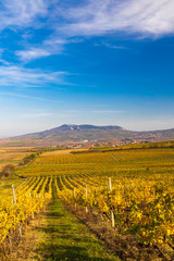Vineyards near Dolni Dunajovice in Palava region, Southern Moravia, Czech Republic