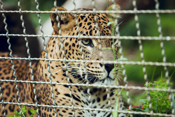 Portrait of Sri Lankan Leopard in Cage