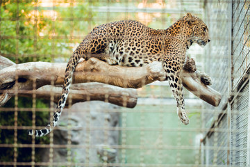 Sri lankan leopard in lying conservation center