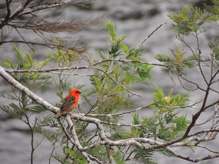 cardinal