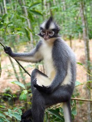 Portrait d'un primate Semnopithèque de Thomas dans la province de Sumatra à Bukit Lawang.
Assez reconnaissable, notamment, grâce à sa crête noire et son pelage gris et blanc.